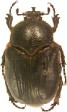 Tiarocera cornuta.jpg